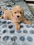 Caniche toy macho