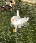 Patos Mignon brancos
