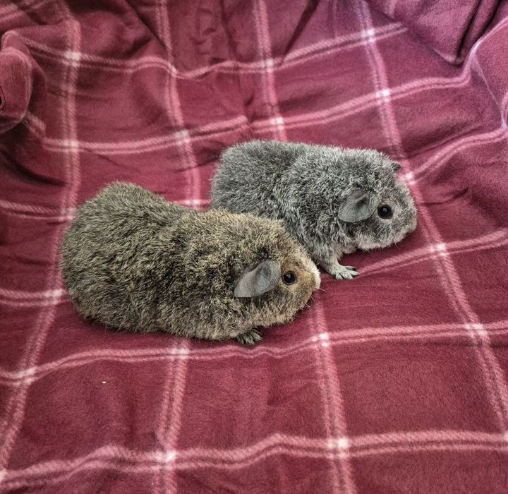 Świnki morskie US Teddy