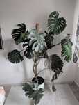 Monstera 160 cm kilkuletnia