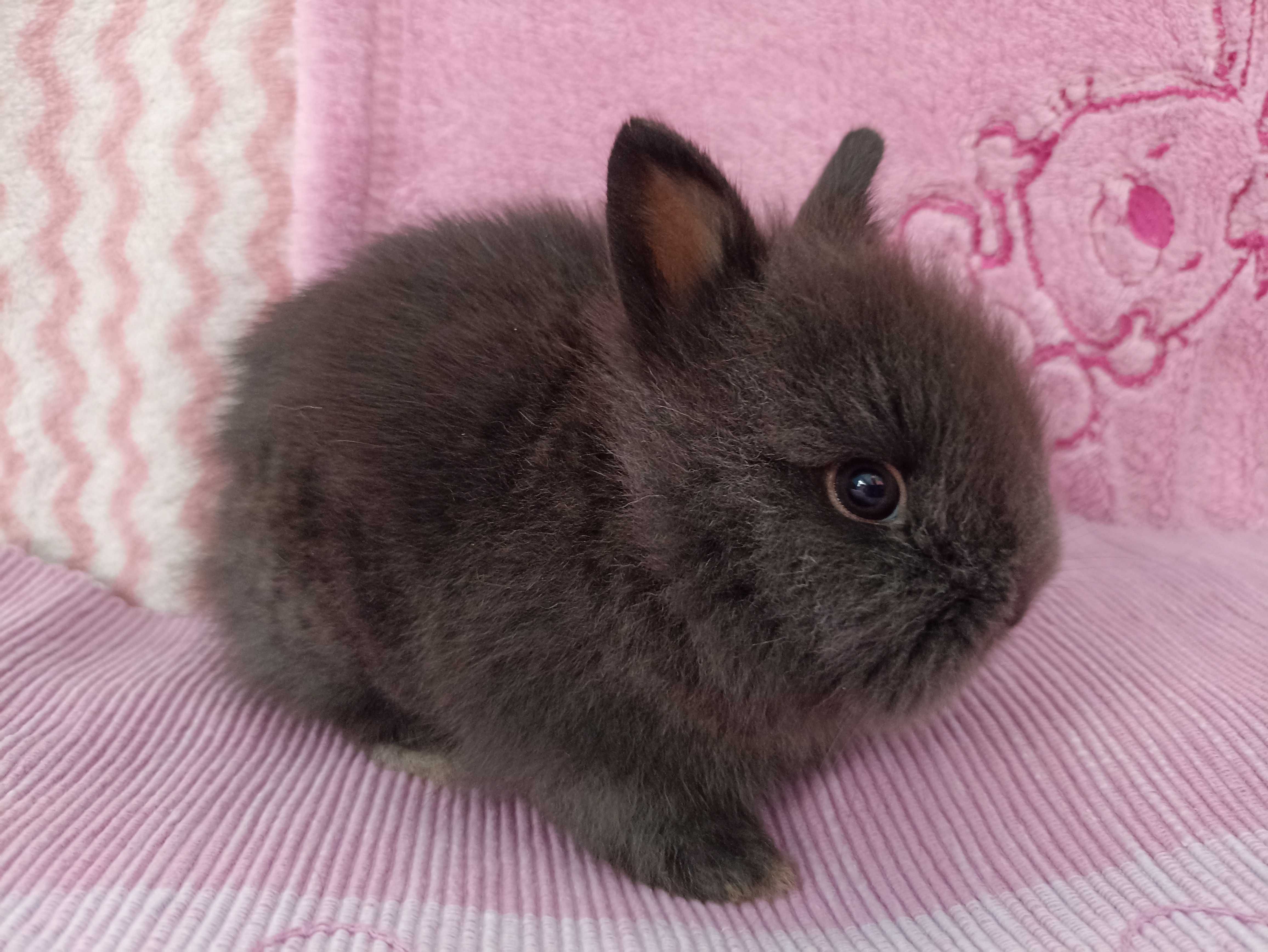 Królik Karzełek Teddy Królik Miniaturka gotowy do odbioru