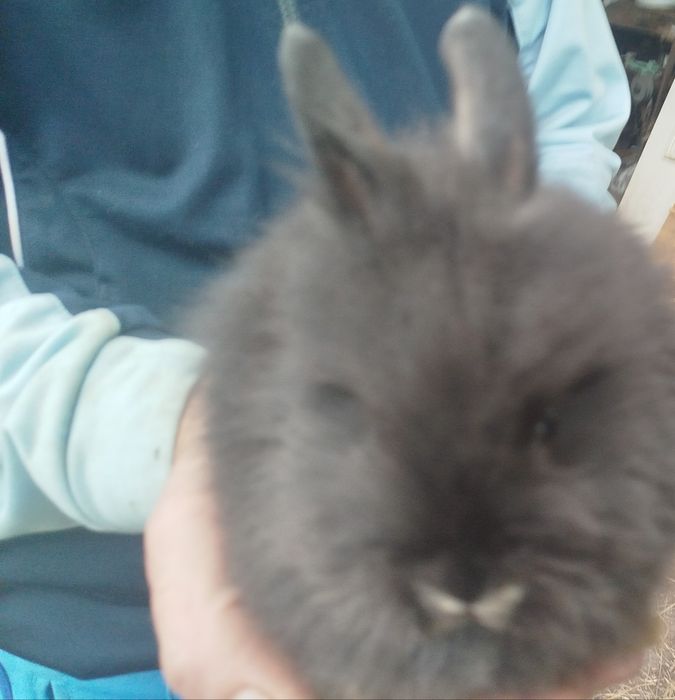 Miniatury króliczków angora i karzełek Tedy