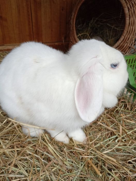 Króliczek miniturowy, mini Lop, baranek.