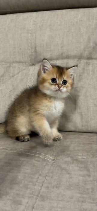 Кошенята Золотої шиншили