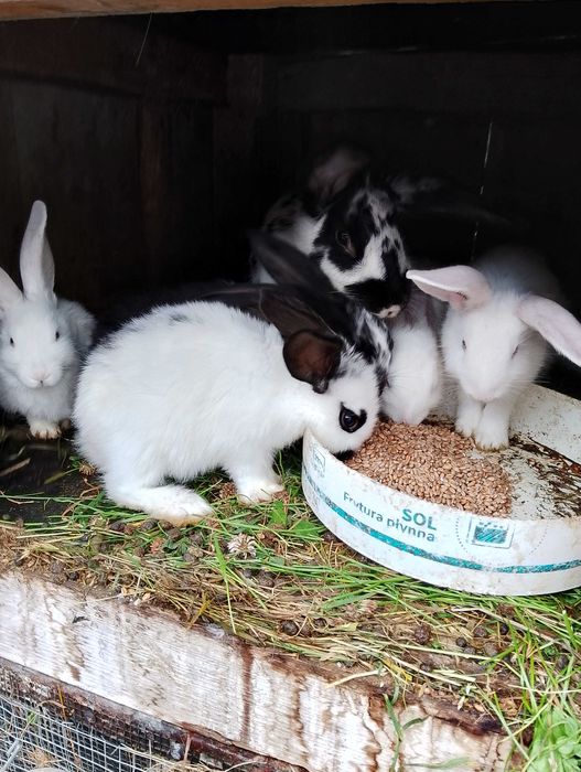 Samica srokacz niemiecki