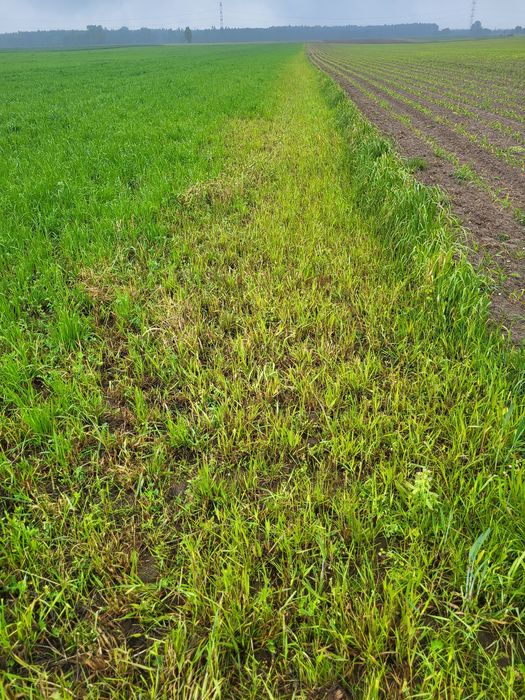 Grunty orne klasy 4a