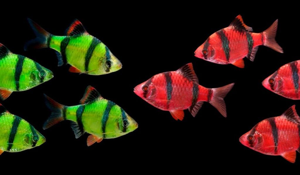 Барбус, барбус глофиш, GloFish, аквариумные рыбки