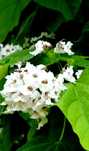 Katalpa/catalpa surmia 3 sztuki