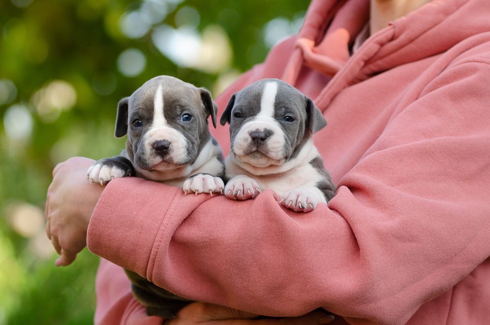 Дві гарнюні цукерочки блакитні дівчинки ..