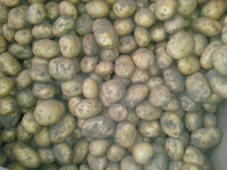 Картопля ревєра.