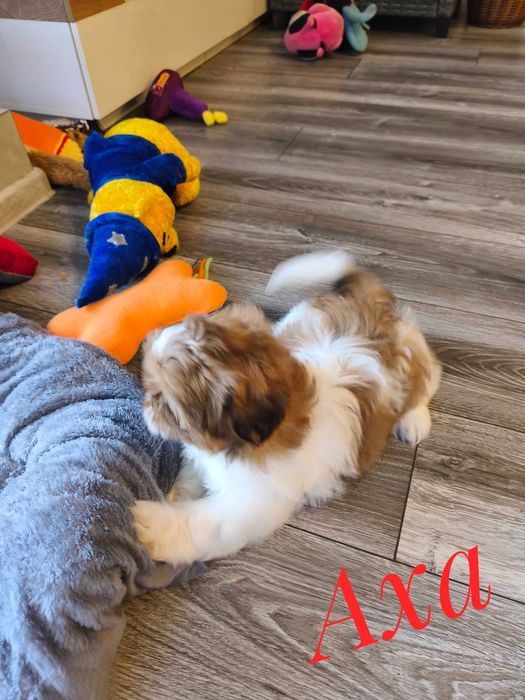 Shih Tzu - Axa - ślicznotka