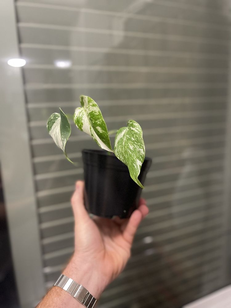 Planta Monstera variagata