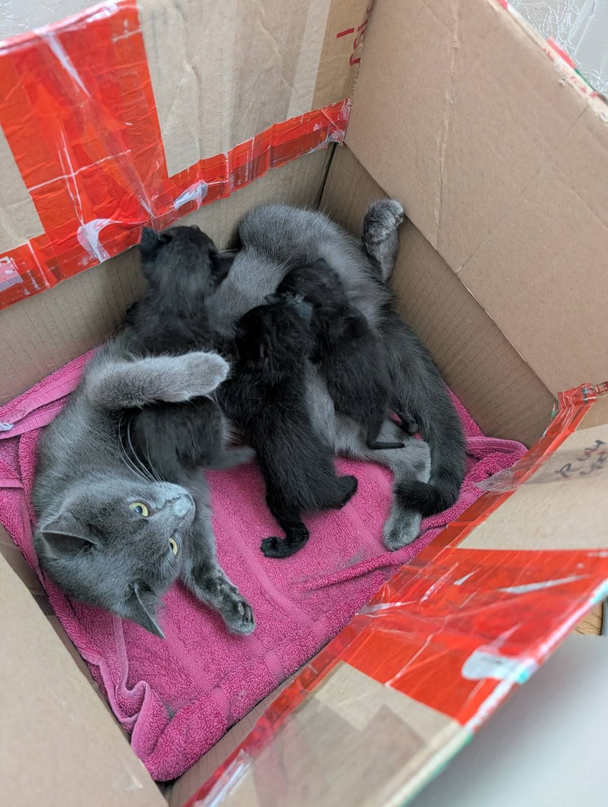 Кошенята чорні  віддам