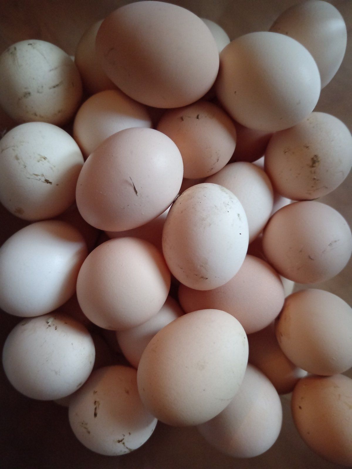 Домашние яйца Севгок Доманский
