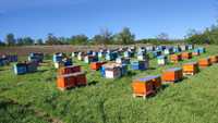 Продам бджолосімї 10 рамок без вуликів