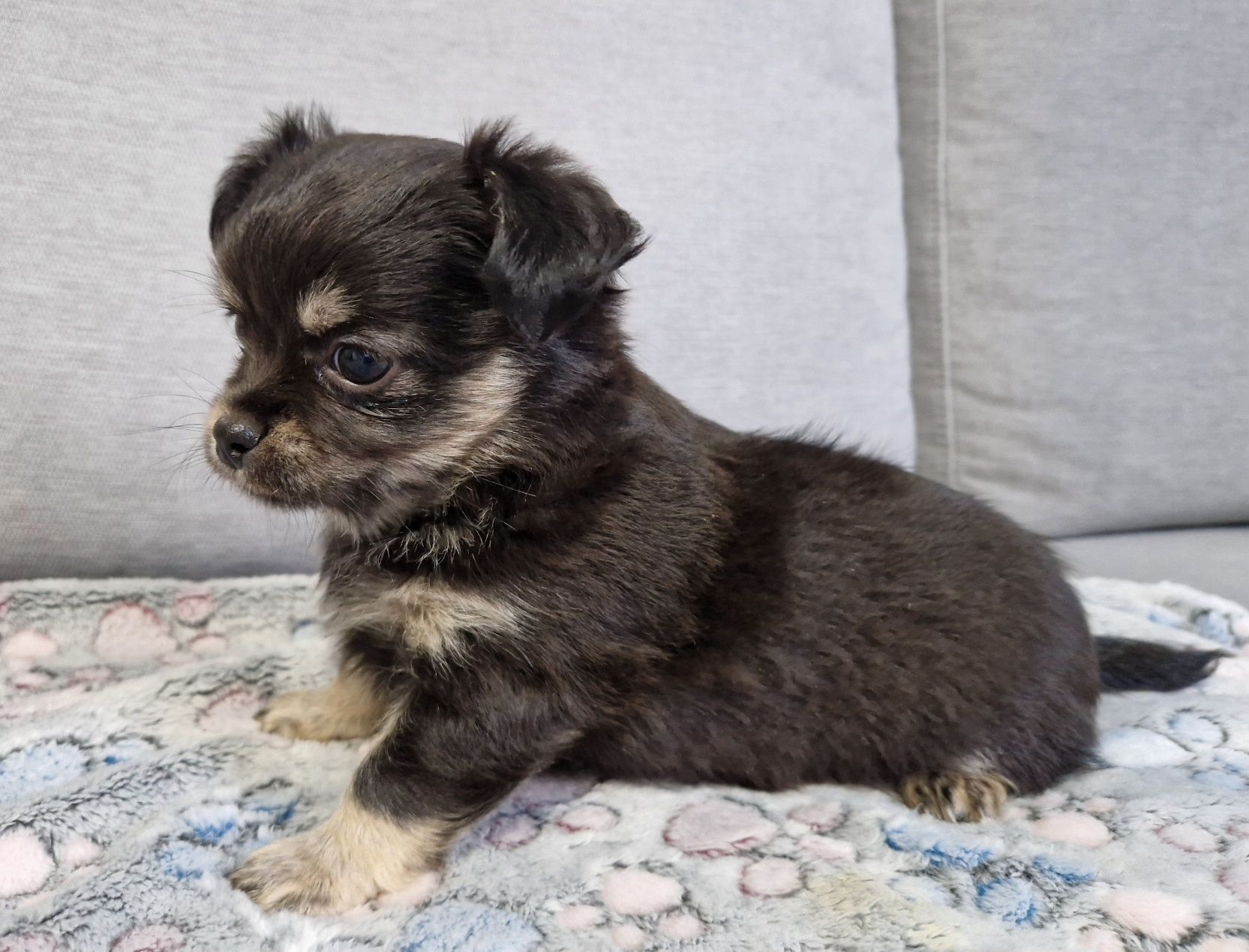 Chihuahua długowłosy śliczny piesek