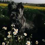 York czarny - Black Yorkshire Terrier. Nie wybarwi się.