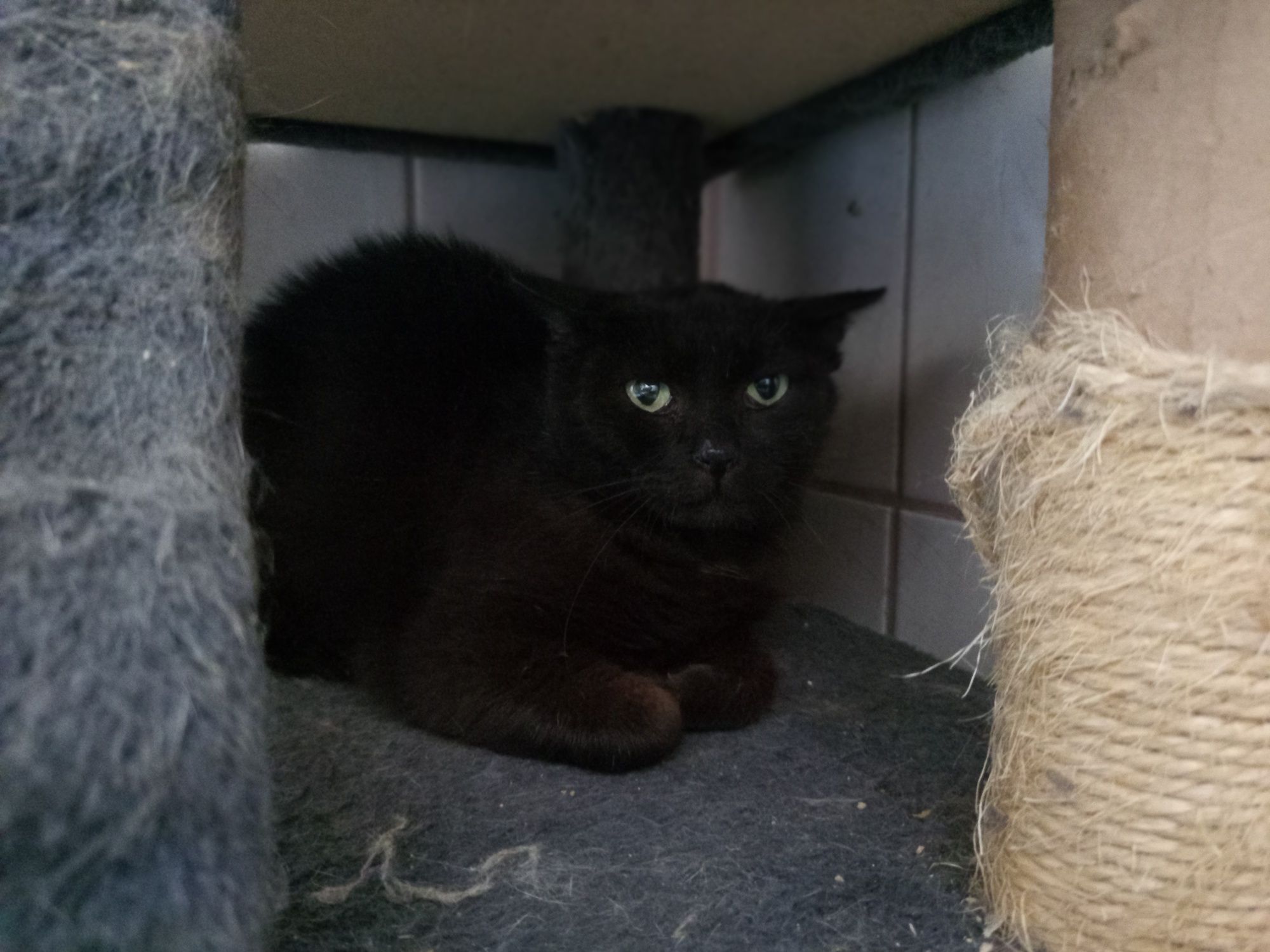 Kotka Matcha poleca się do adopcji
