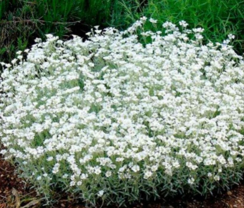 Ясколка  біла почвопокровна