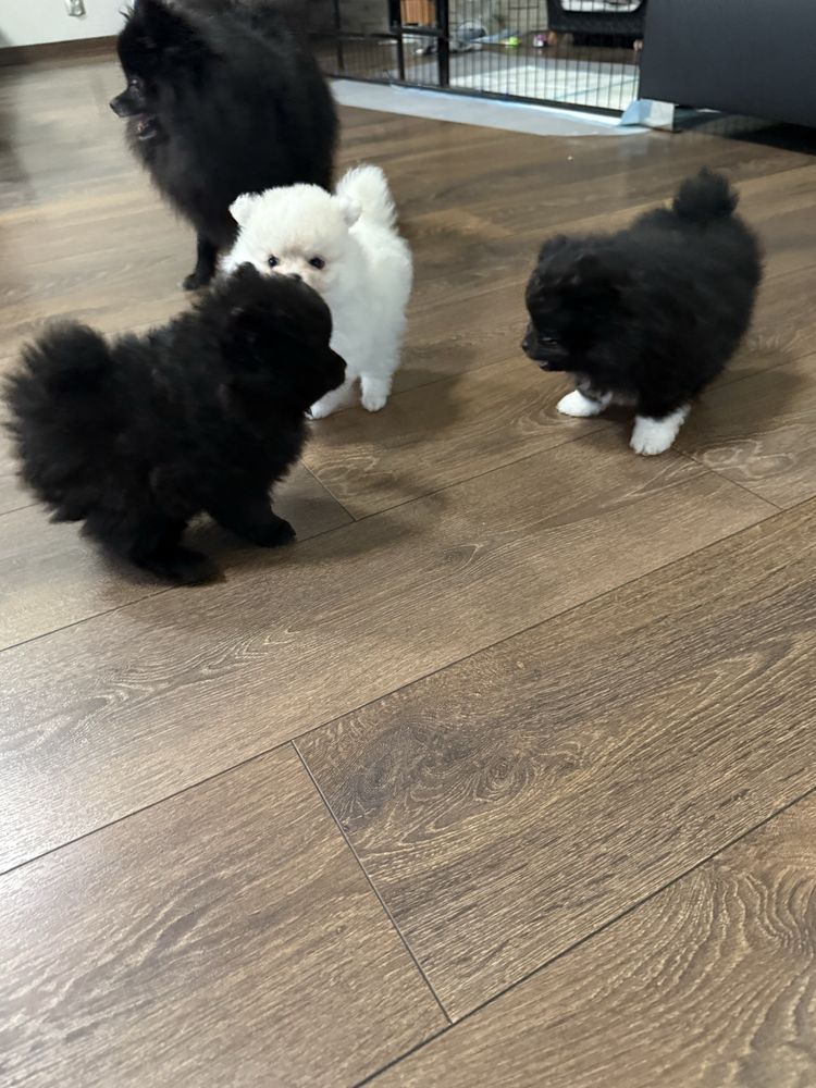 Szpic miniaturowy pomeranian suczka, samiec