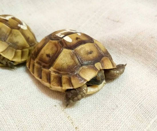 Греческие сухопутные черепахи Растительноядные малыши