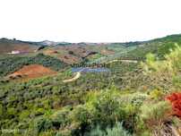 12.000m2 Terra Agrícola p/ plantações novas. Bragança, Alfândega da...