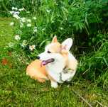 Welsh Corgi Pembroke suczka rudo- biała Natural Bobtail- bez ogonka