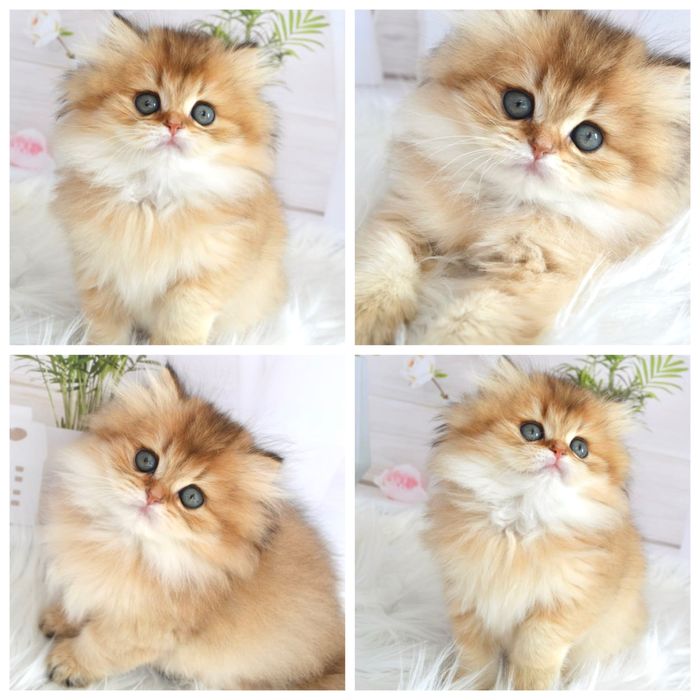 Британська золота шиншила кошенята