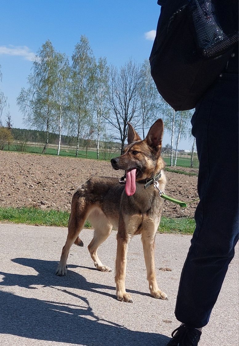 Suczka w typie malinois szuka odpowiedzialnego domu