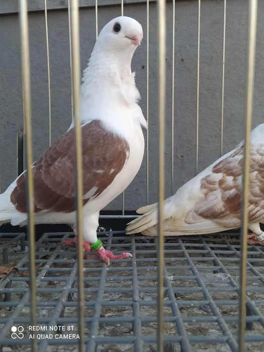 Golebie mewki  tarczowe