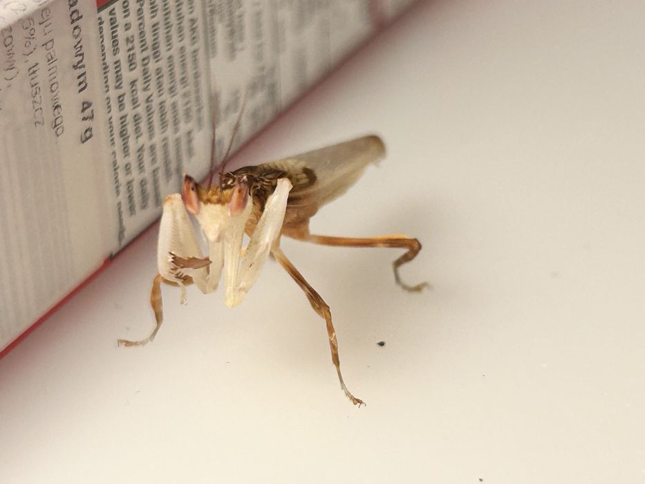 Modliszka storczykowa hymenopus coronatus samiec dorosły