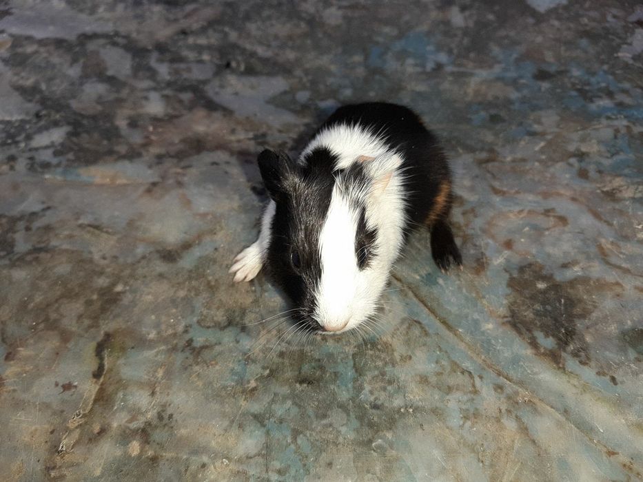 Морские свинки))