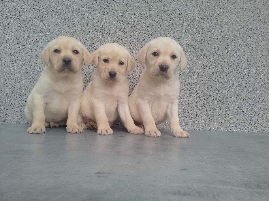 Labrador Retriever szczeniaczek biszkoptowy
