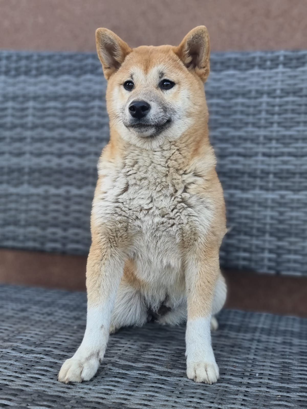 SHIBA INU Kayoko suczka czerwona szczeniaki pieski