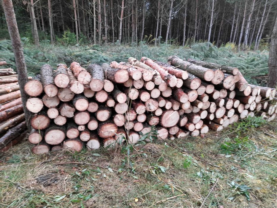 Drzewo na opał sosna i stemple