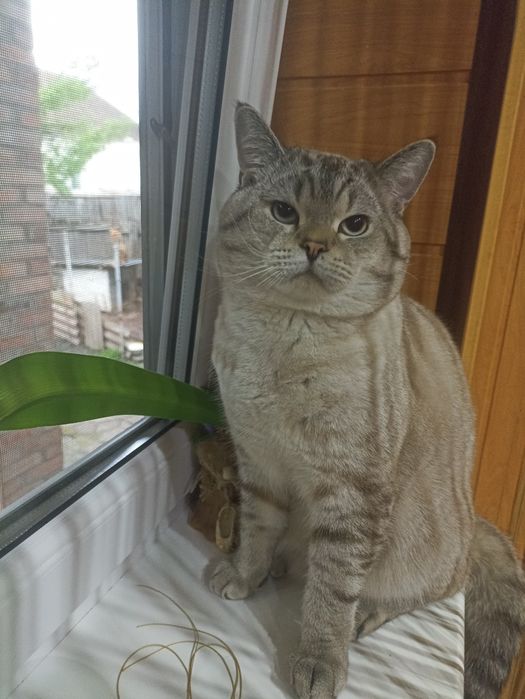 Британський кіт шукає дівчинку