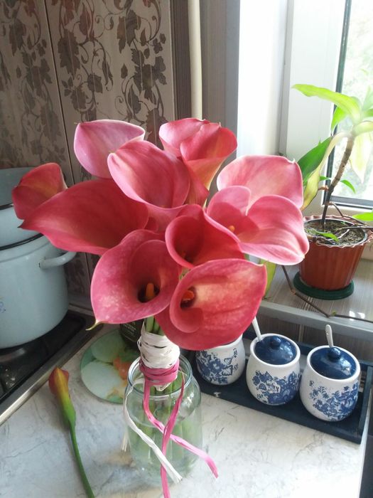 Продам Кали , продаю каллы.