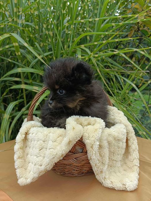 Wzorcowy Mały Szpic i wyjątkowym umaszczeniu Black and tan rodzice FCI