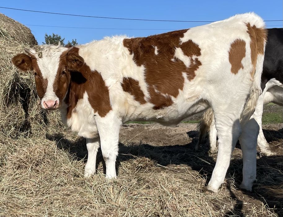 Odsady odsadki  6sztuk jałówki