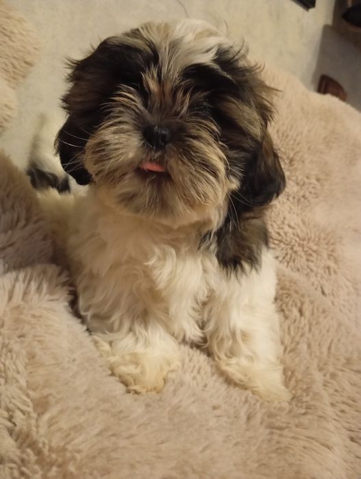 Szczeniaczek shih-tzu piesek