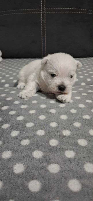 Suczka West Highland White Terrier do rezerwacji