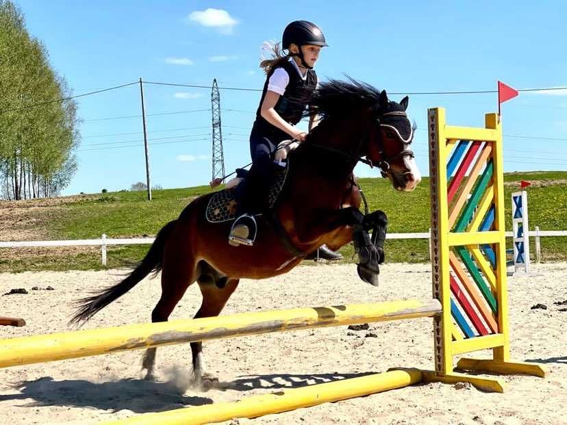 Kuc walijski na sprzedaż