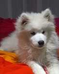 Śliczna sunia szczeniak Samoyed!