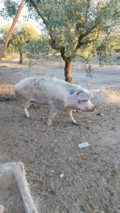 Venda de leitoes bisaros e porca 2 anos