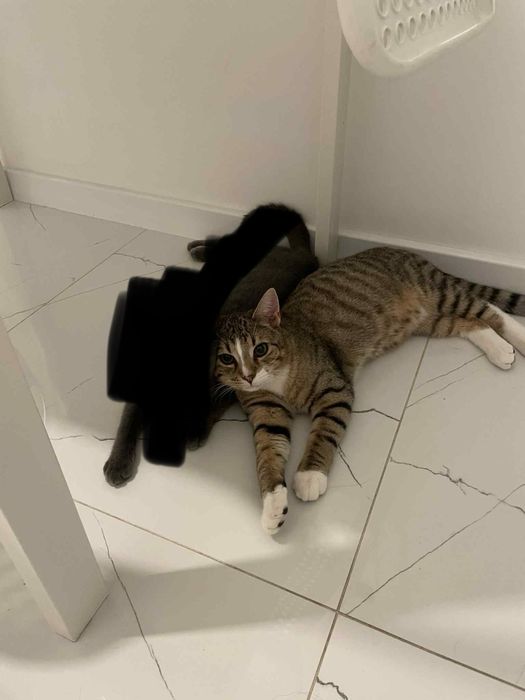 Oddam kota półroczna