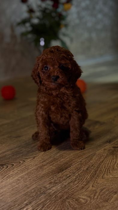 Роскошные Toy Poodle Red Brown, Китай