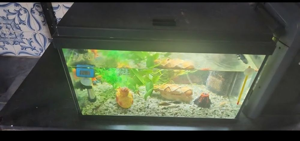 Aquário médio peixes