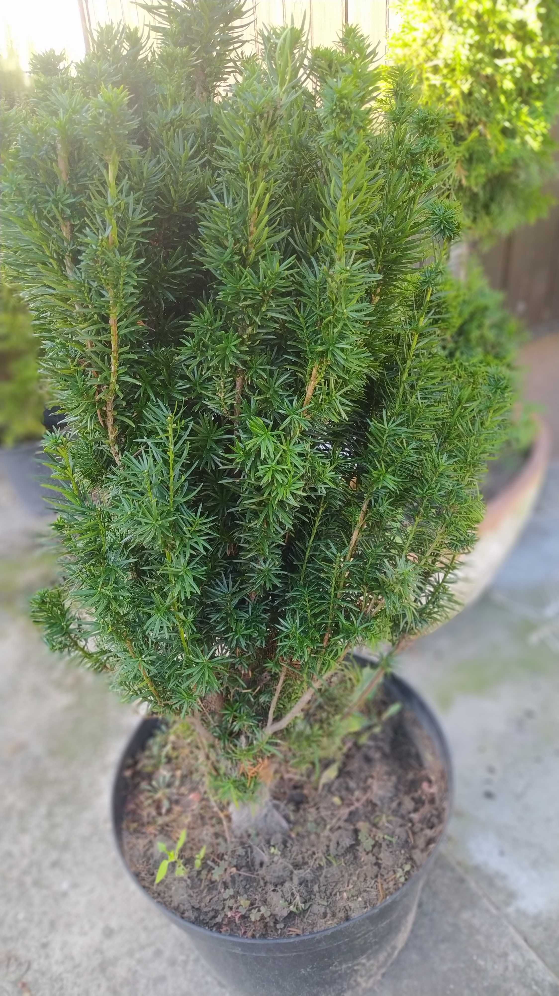 cis hicksi baccata 15/150cm