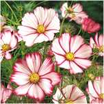Onętek „Kosmos” PICOTEE (Cosmos Bipinnatus) nasiona 50 sztuk