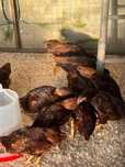 Galos e galinhas rhode island red